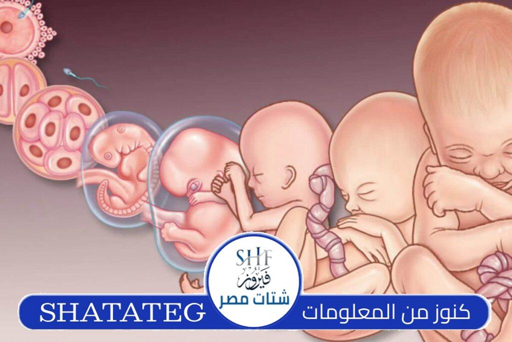 حاسبة الحمل والولادة وجنس الجنين